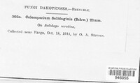 Coleosporium asterum image